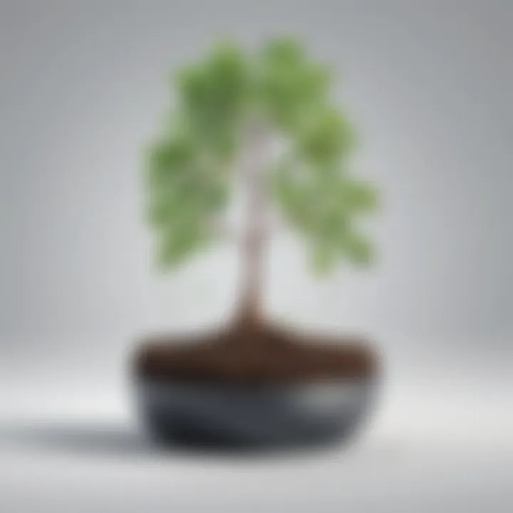 Visual metaphor of a seedling growing into a tree representing growth