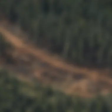 Forest Regrowth After a Wildfire